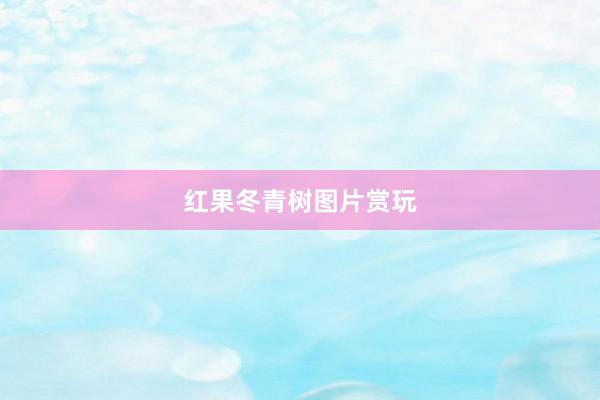 红果冬青树图片赏玩