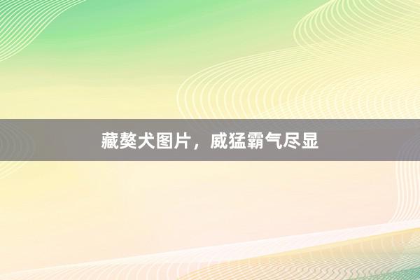 藏獒犬图片，威猛霸气尽显